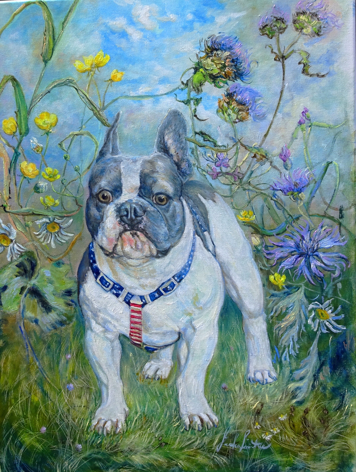 Bruno (French Bulldog)